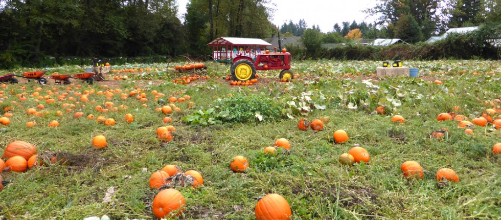 pumpkinpatchfield2014